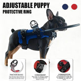 TAILTRAIL Anti-Collision Collar and Leash for Blind Pets