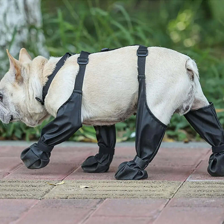 French Bulldog wearing TAILTRAIL anti-slip dog shoes, showcasing comfort and protection on outdoor surfaces.