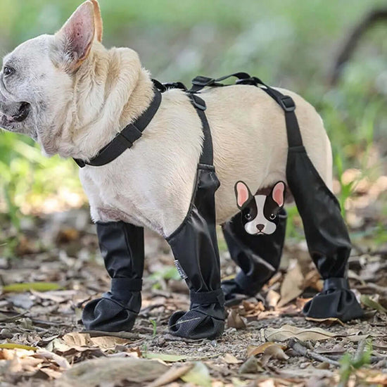 French Bulldog wearing TAILTRAIL anti-slip dog shoes for paw protection on outdoor adventures.
