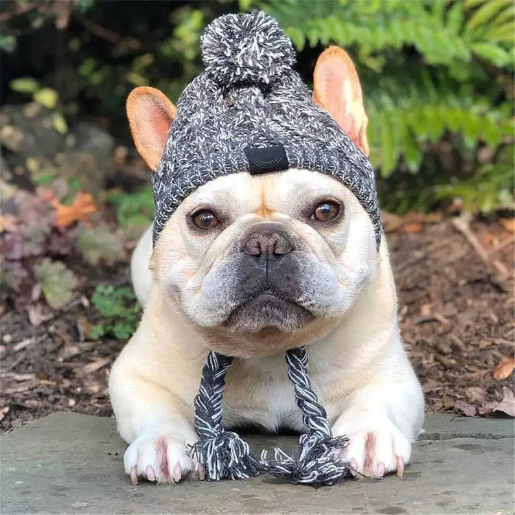 French Bulldog wearing a stylish hat, showcasing the Canine Cap Companion and TAILTRAIL for outdoor adventures.