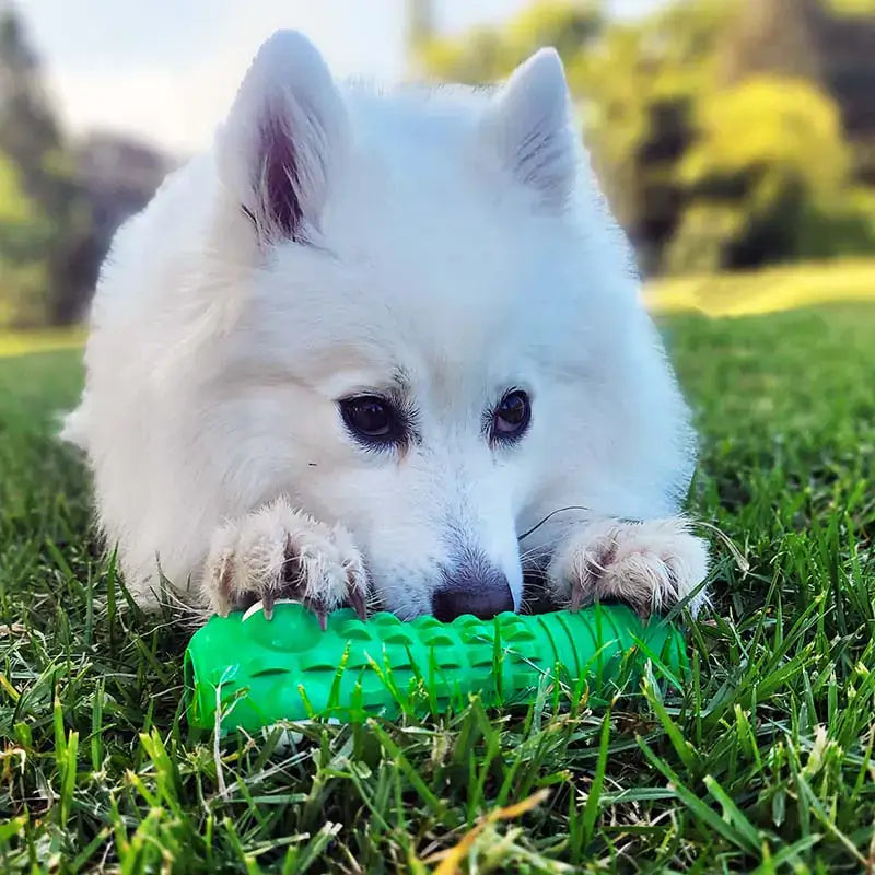 Dog enjoying the Croc Dental Chew from TAILTRAIL on lush green grass for dental health.