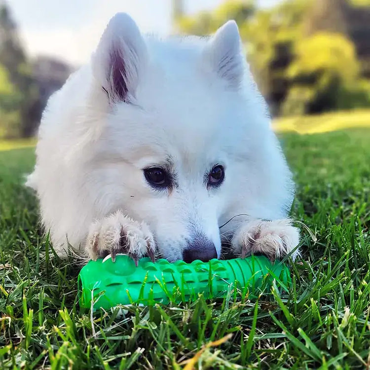 Dog enjoying the Croc Dental Chew from TAILTRAIL on lush green grass for dental health.
