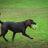 Dog playing with TAILTRAIL Wobble Wag Giggle Glow Ball in a grassy field.