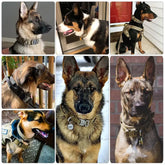 Various dogs wearing durable TAILTRAIL collars, showcasing comfort, style, and functionality.