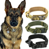 Dog with TAILTRAIL collars in various colors, showcasing durability and comfort for your canine.