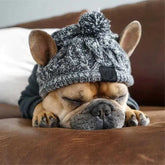 Dog wearing a cozy knitted cap, showcasing the Canine Cap Companion from TAILTRAIL, perfect for stylish outdoor adventures.