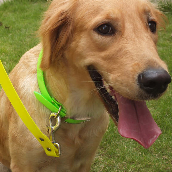 TAILTRAIL Dirt-Resistant Adjustable Dog Collar