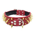 TAILTRAIL Heavy-Duty Rivet Bite-Resistant Dog Collar