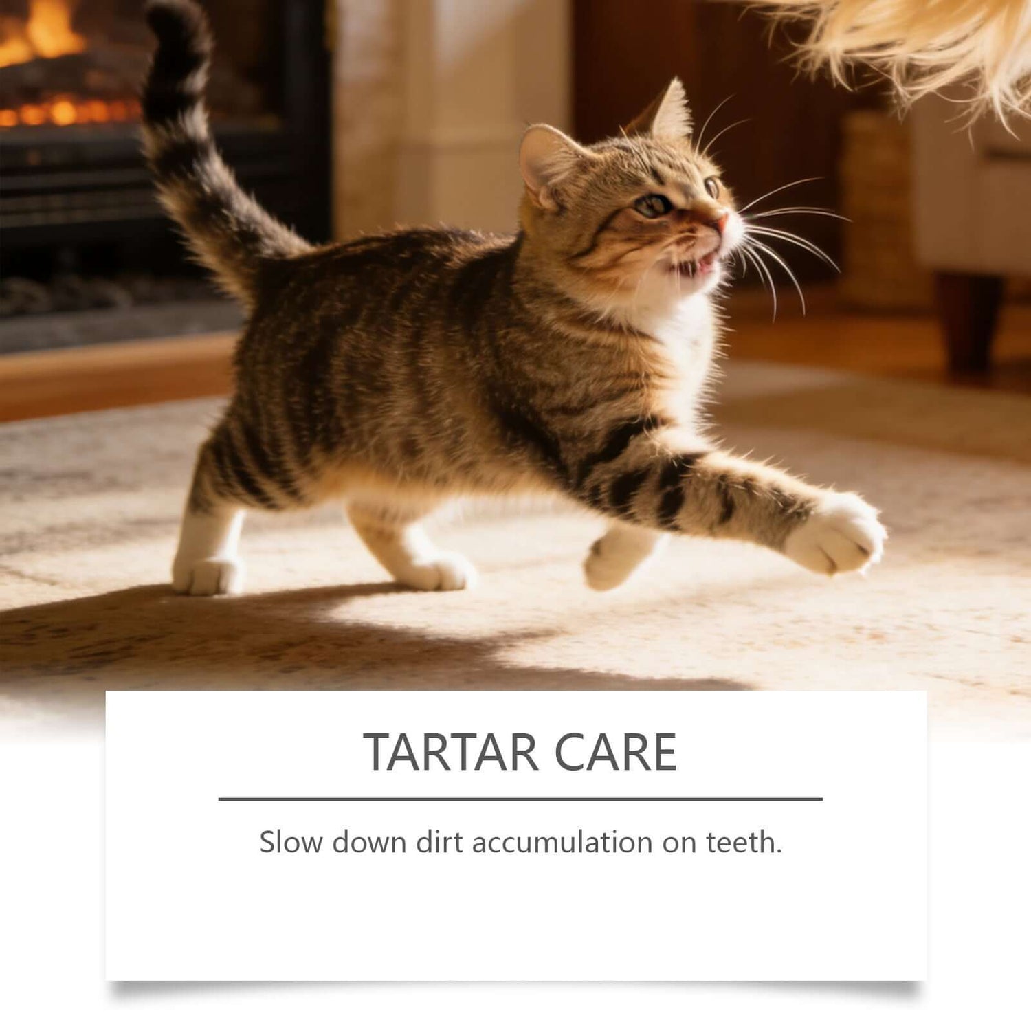 TAILTRAIL Pet Oral Care Spray for Dogs & Cats