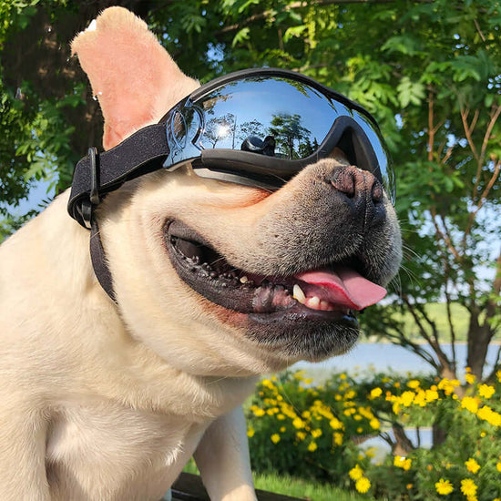 TAILTRAIL Pet Sunglasses Dog Windproof Goggles Eye Protection