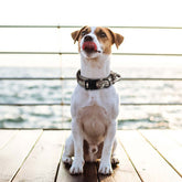 TAILTRAIL Tactical Military Dog Collar and Training Leash